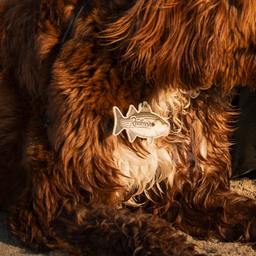 The ReelFresh striped bass freshener clipped to a wet, curly-haired dog's collar